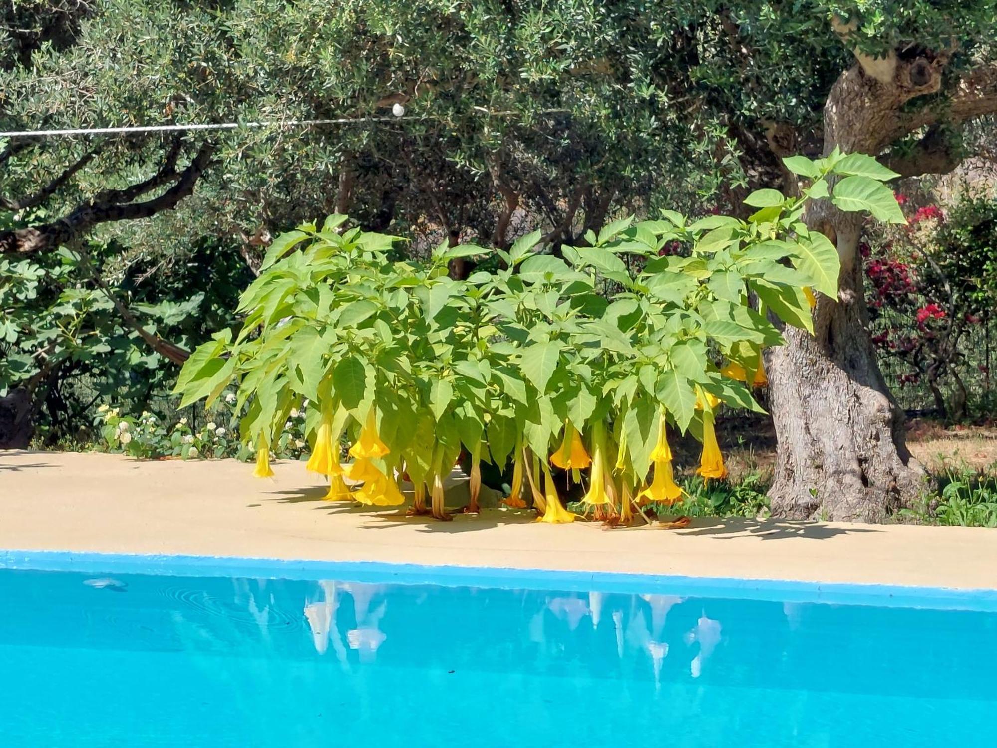DhrapaniásSofiana'S Garden Retreat With Private Poolアパートメント 部屋 写真